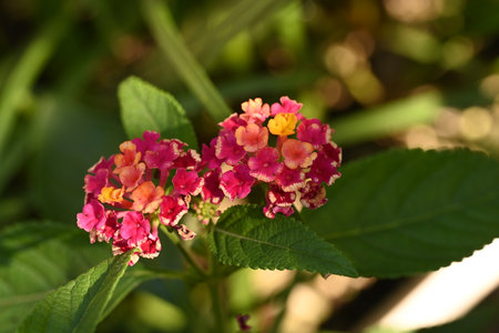 Lantana camara Lantana flower in the garden.の写真素材