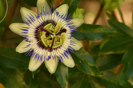 Passion fruit flower, Passiflora caeruleaの写真素材