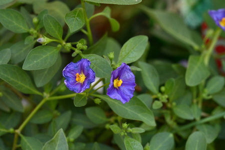 Purple flower in the garden with green leaves background, Thailand.の写真素材