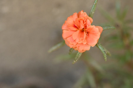 Portulaca oleracea flower in the garden, selective focusの写真素材