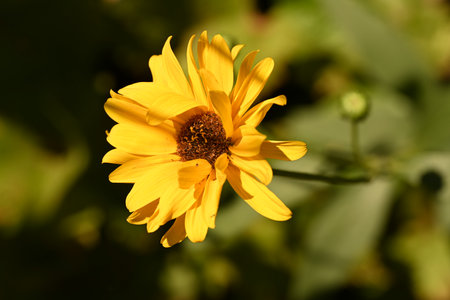 Yellow flower in the garden. Selective focus with shallow depth of field.の写真素材