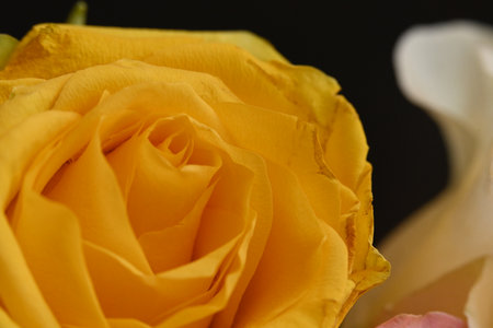 close up of yellow rose on black background, shallow depth of fieldの写真素材