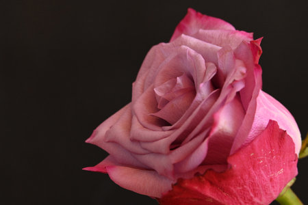 beautiful pink rose on a black background, closeup of photoの写真素材
