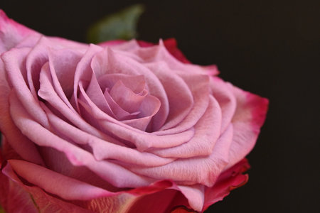 pink rose on black background, close-up, shallow depth of fieldの写真素材