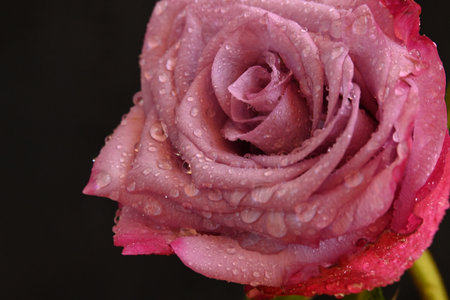 Beautiful pink rose with water drops on black background, close upの写真素材