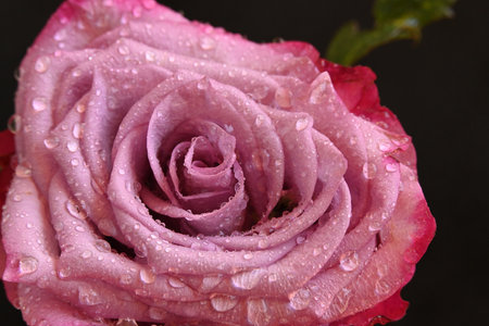 pink rose with water drops on petals, close-upの写真素材
