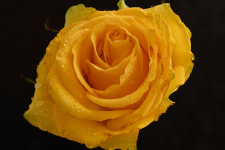 Yellow rose with water drops on black background, close up shot.の写真素材