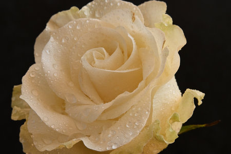 White rose with water drops on a black background. Close-up.の写真素材