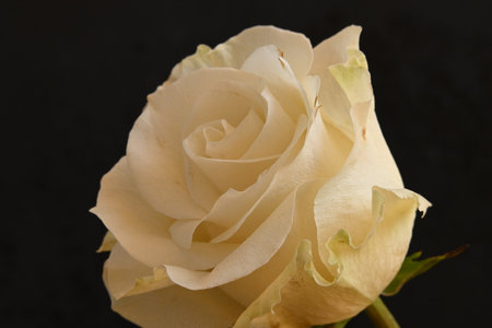 White rose on a black background close-up. Studio photography.の写真素材
