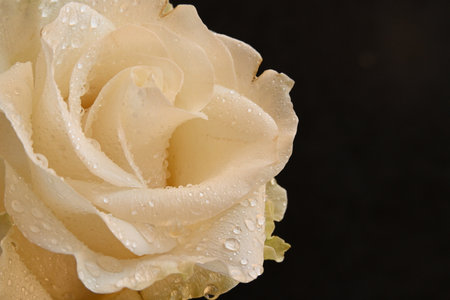 White rose on a black background with water drops. Close up.の写真素材