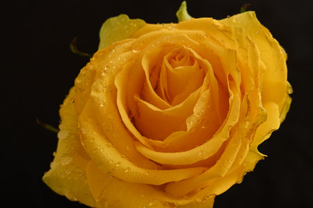 Beautiful yellow rose with water drops on black background, close upの写真素材