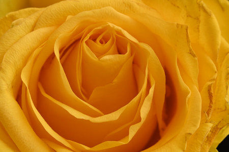 close up of yellow rose petals for valentine's dayの写真素材