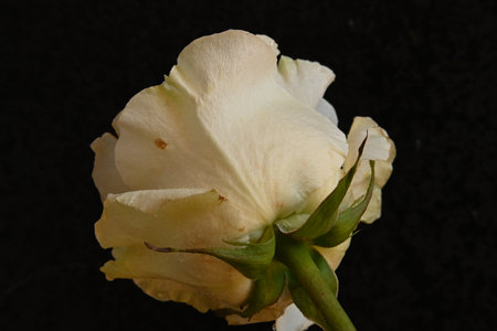 White rose on a black background close-up, macro photography of flowersの写真素材