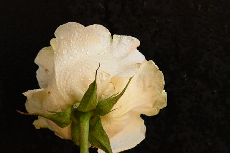 White rose with water droplets on black background. Close up.の写真素材