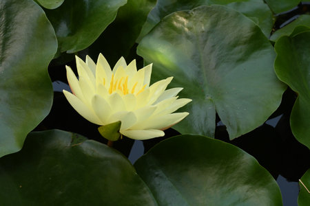 Yellow water lily with green leaves on the surface of the pondの写真素材