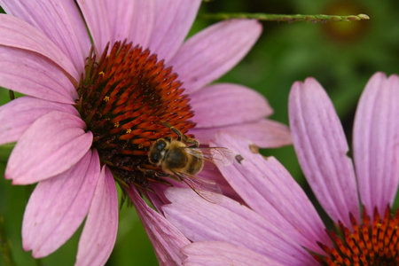Bee on Echinacea purpurea flower, close-upの写真素材