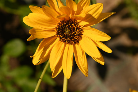 Close up of a yellow rudbeckia flower with a blurred backgroundの写真素材