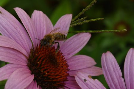 Bee on a purple echinacea flower in the summer garden.の写真素材