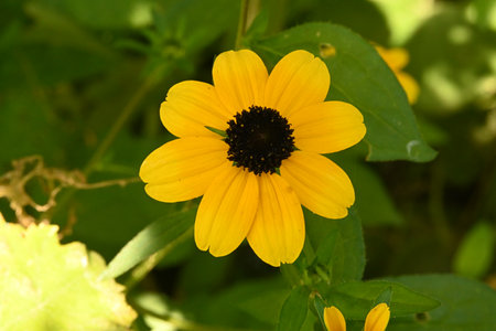 Yellow flower in the garden with green leaf background, closeup of photoの写真素材
