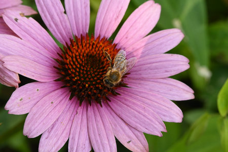 Bee on Echinacea purpurea flower, close-upの写真素材