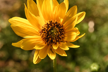 Close-up of a sunflower in a garden on a sunny dayの写真素材