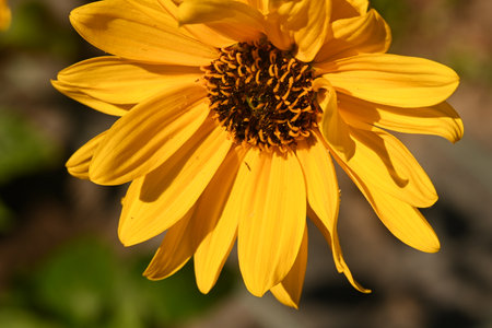 Close up of a yellow sunflower (Helianthus annuus)の写真素材