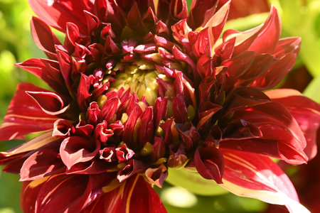 Dahlia flower close-up. Red dahlia flower.の写真素材