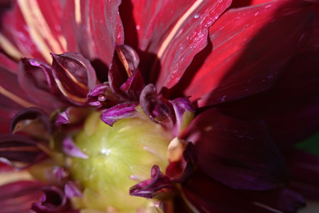 Close up of red dahlia flower with water drops on petalsの写真素材