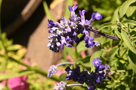 Lavender flowers blooming in the garden on a sunny dayの写真素材