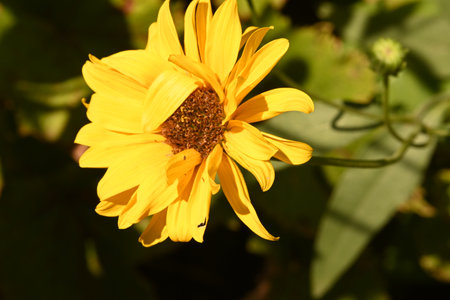 beautiful yellow flower in the garden, close-up of photoの写真素材
