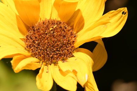 Close up of a yellow sunflower in the garden, selective focus