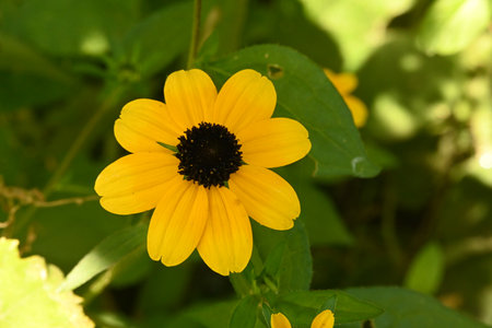 Rudbeckia fulgida, commonly known as black-eyed Susan, is a species of flowering plant in the sunflower family.の写真素材