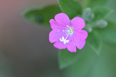 pink flower with green leaves on blurred background, shallow depth of fieldの写真素材