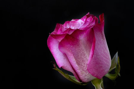 Pink rose isolated on black background. Close up. Studio shot.の写真素材