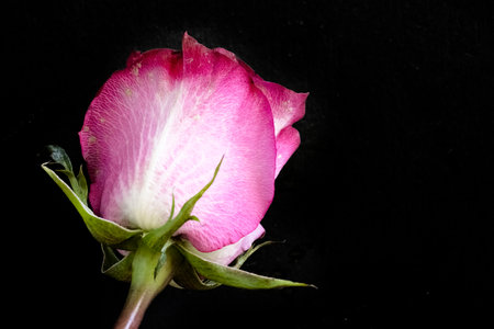 Pink rose isolated on black background, close-up. Studio shot.の写真素材