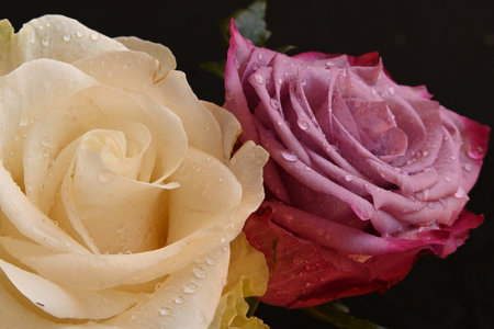 Close up of white and pink rose with water drops on black backgroundの写真素材