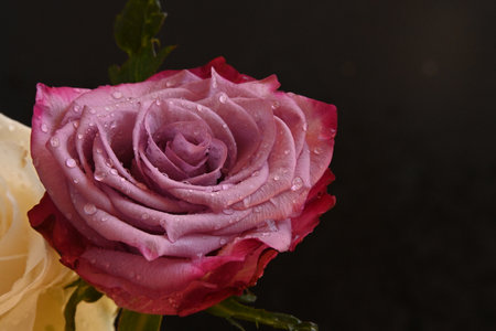 Beautiful pink rose with water droplets on a black background.の写真素材