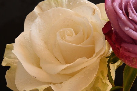 close up of a white rose with water droplets on the petalsの写真素材