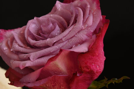 Beautiful pink rose with dew drops on a black background.の写真素材