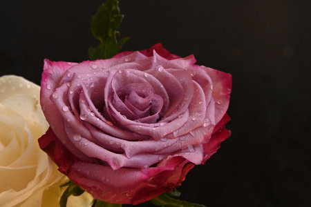 close up of beautiful pink and white rose with water drops on black backgroundの写真素材