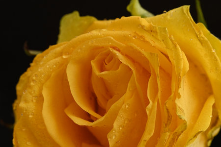Yellow rose with water drops on a black background. Close-up.の写真素材