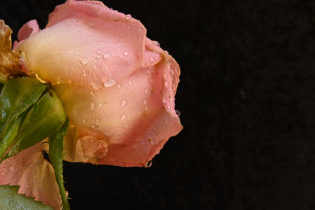 Beautiful pink rose with water drops on black background, close upの写真素材