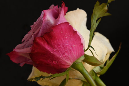 pink and white rose on a black background, close-upの写真素材