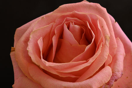 Beautiful pink rose on black background, close-up, macroの写真素材