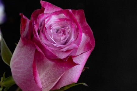 Beautiful pink rose on a black background close-up macro photographyの写真素材