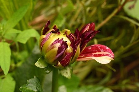 Dahlia flower in the garden, closeup of a flowerの写真素材
