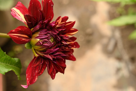 Dahlia is a genus of flowering plants in the sunflower family Asteraceae.の写真素材