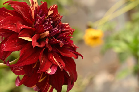 Beautiful red dahlia flower in the garden on blurred backgroundの写真素材