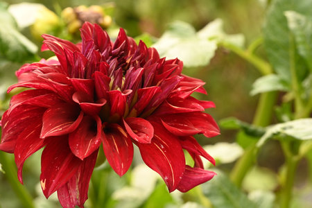 Red dahlia flower in the garden. Selective focus.の写真素材