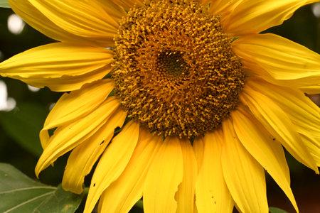 Sunflower close up. Sunflower blooming in the garden.の写真素材